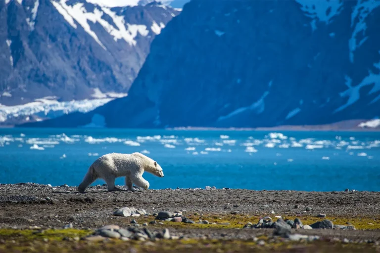 Polar Bear walking across land with mountains in background