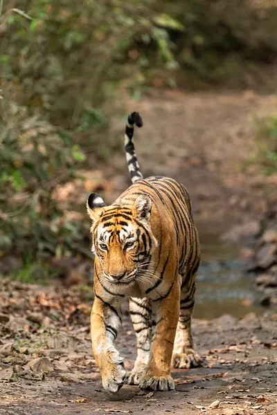 tiger walking