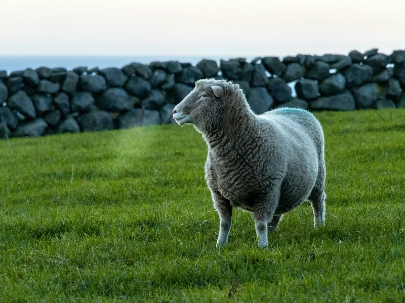 sheep on grass